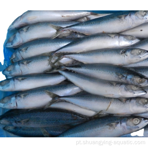 Venda superior de peixe congelado de 10 kg 300-500g Cavala Pacífico
